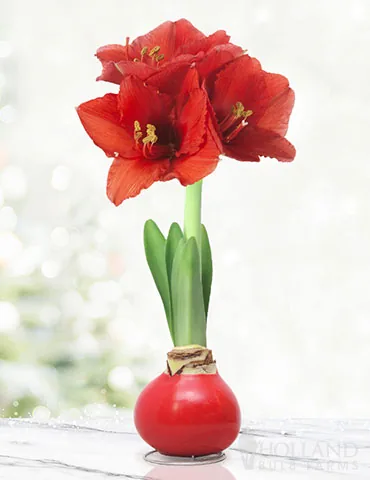 Happiness Waxed Amaryllis Bulb